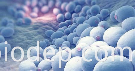 Saccharomyces boulardii2